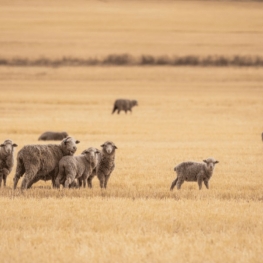 Mulesing-free wol, wat is dat?