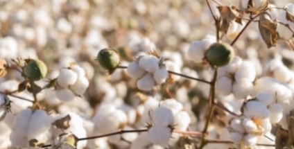 Is biologisch katoen beter?